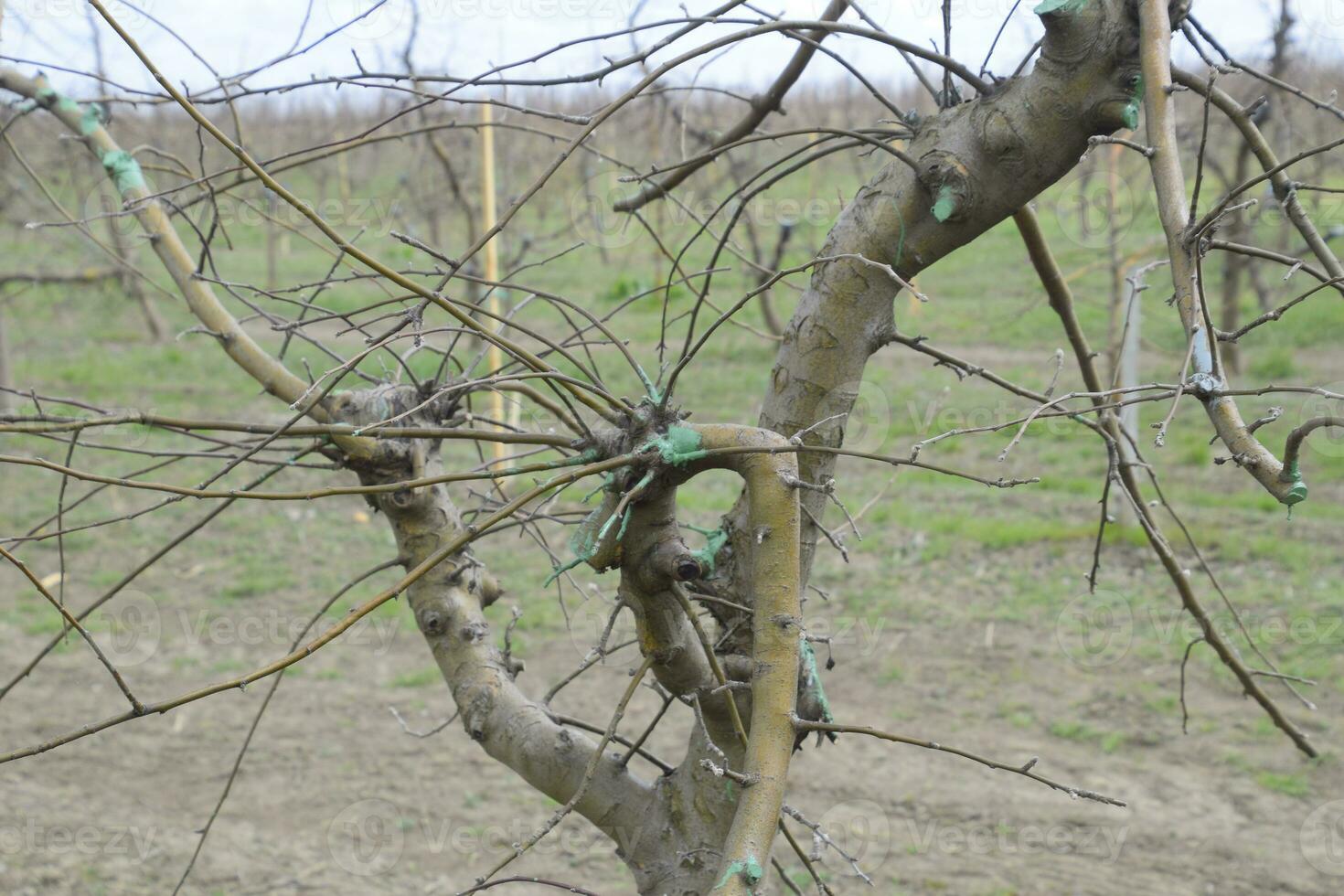 Apple trees in the garden, pruning apple trees photo
