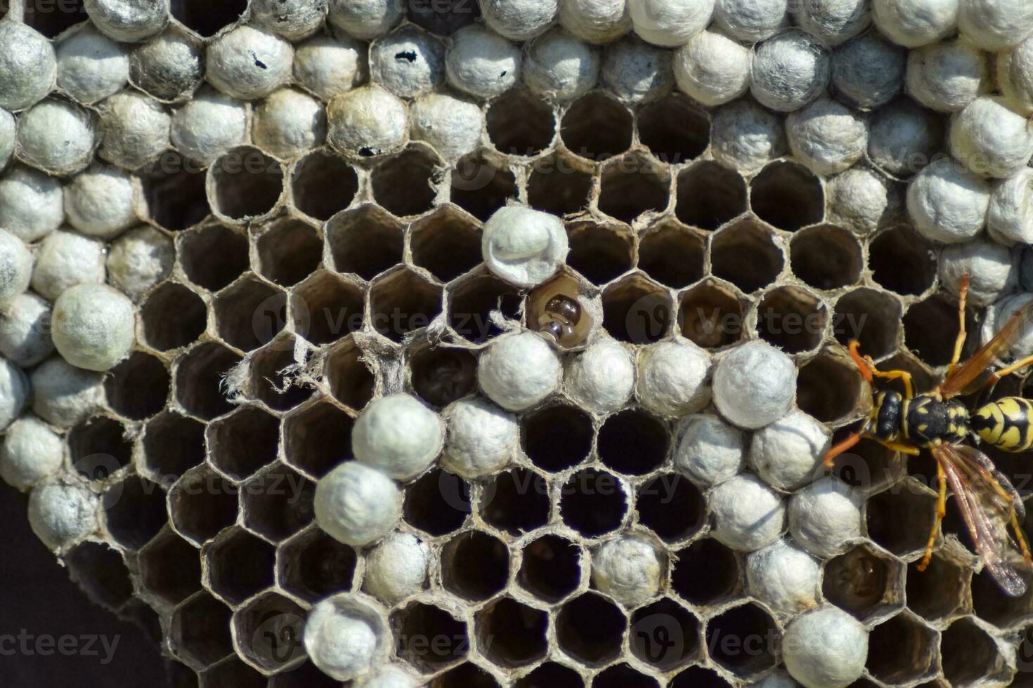 Wasp nest with wasps sitting on it. Wasps polist. The nest of a photo