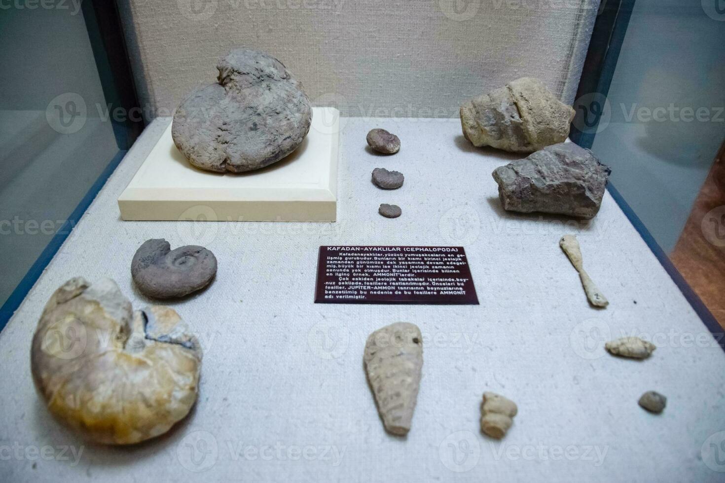 The museum department with petrified shells of ancient mollusks and fish. Ammonites fossilized remains. photo