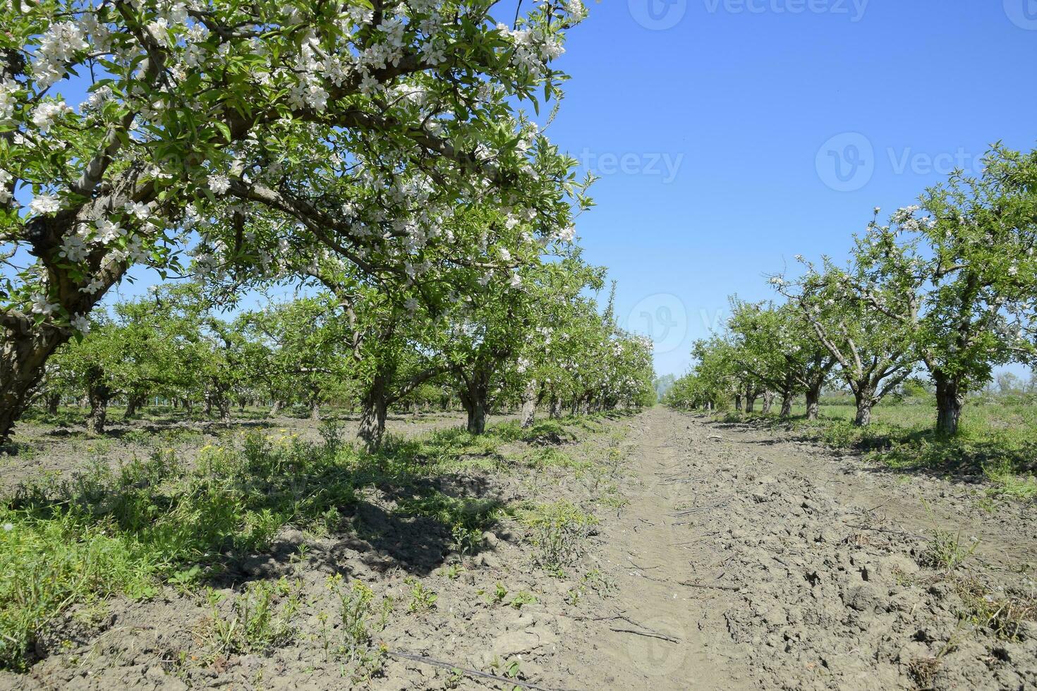 floreciente manzana huerta. adulto arboles floración en el manzana huerta. Fruta jardín foto