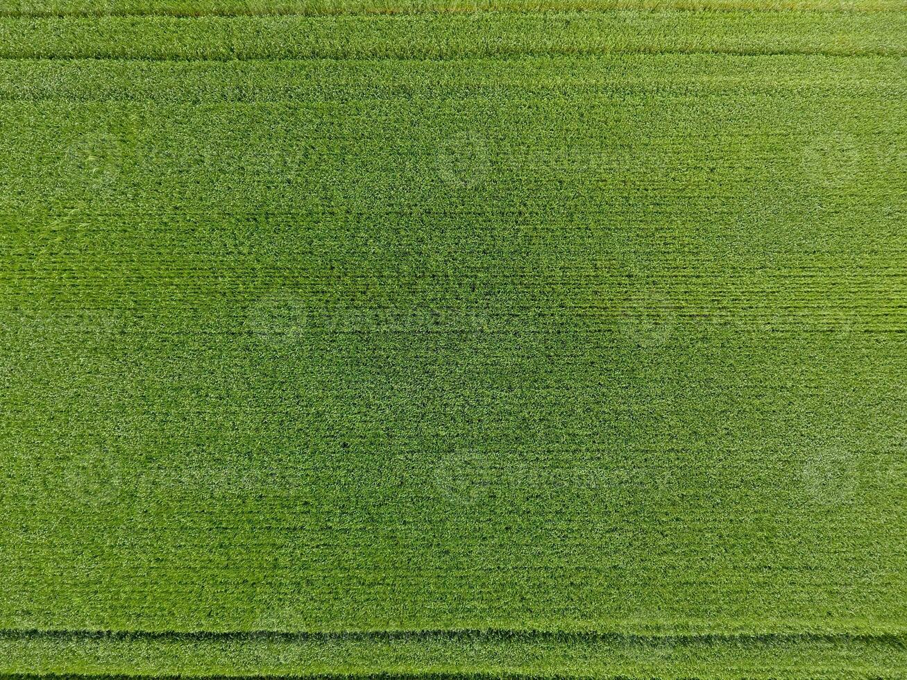 The wheat field is green. Young wheat on the field. View from above. Textural background of green wheat. Green grass. photo