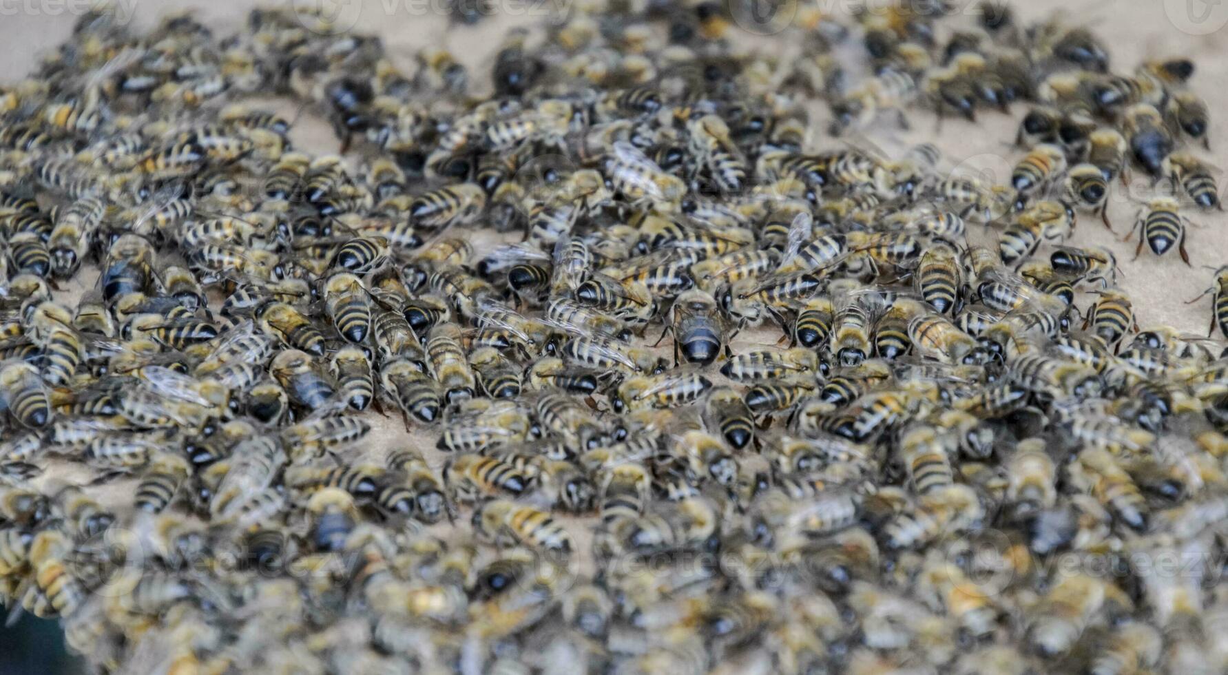 A large congestion of bees on a sheet of cardboard. Swarming of the bees. Honey bee. photo