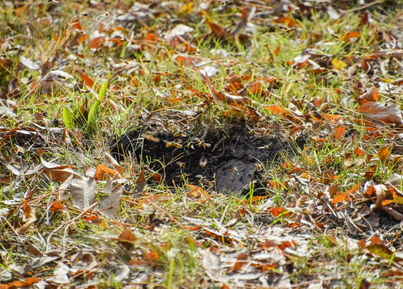 Wasps fly into their nest. Mink with an aspen nest. Underground photo