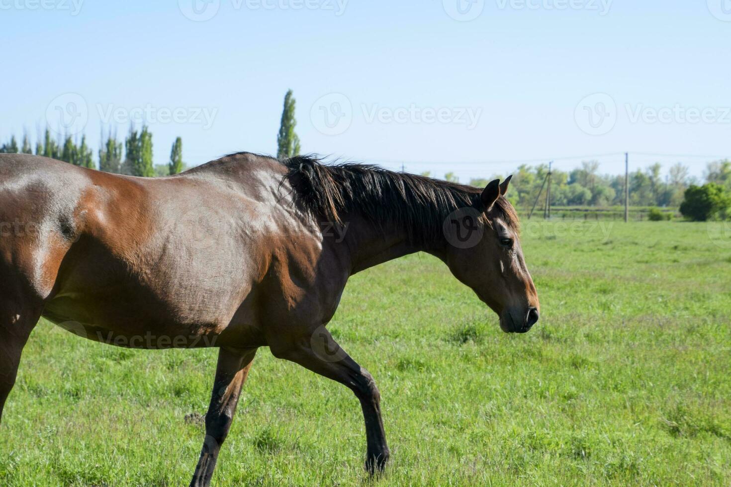 Horses graze in the pasture. Paddock horses on a horse farm. Walking horses photo