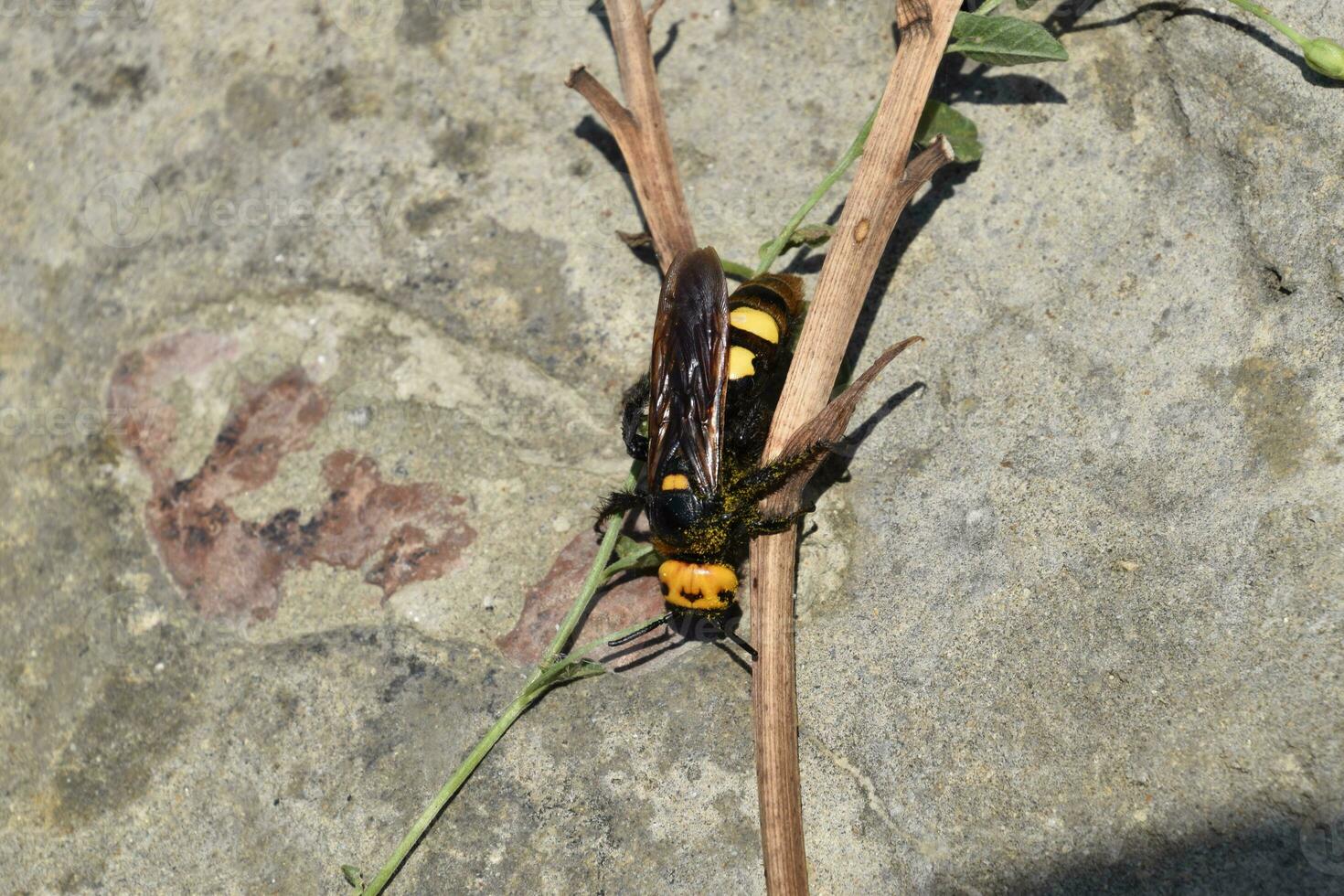 megascolia maculata. el mamut avispa. foto