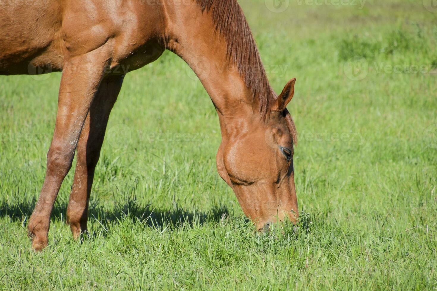 Horses graze in the pasture. Paddock horses on a horse farm. Walking horses photo