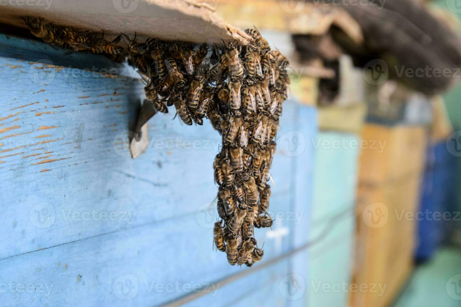The beginning of the swarming of the bees. A small swarm of mesmerized bees on cardboard paper. Apiary. photo