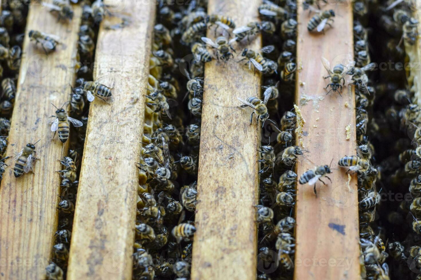 Open bee hive. Plank with honeycomb in the hive. The bees crawl along the hive. Honey bee. photo