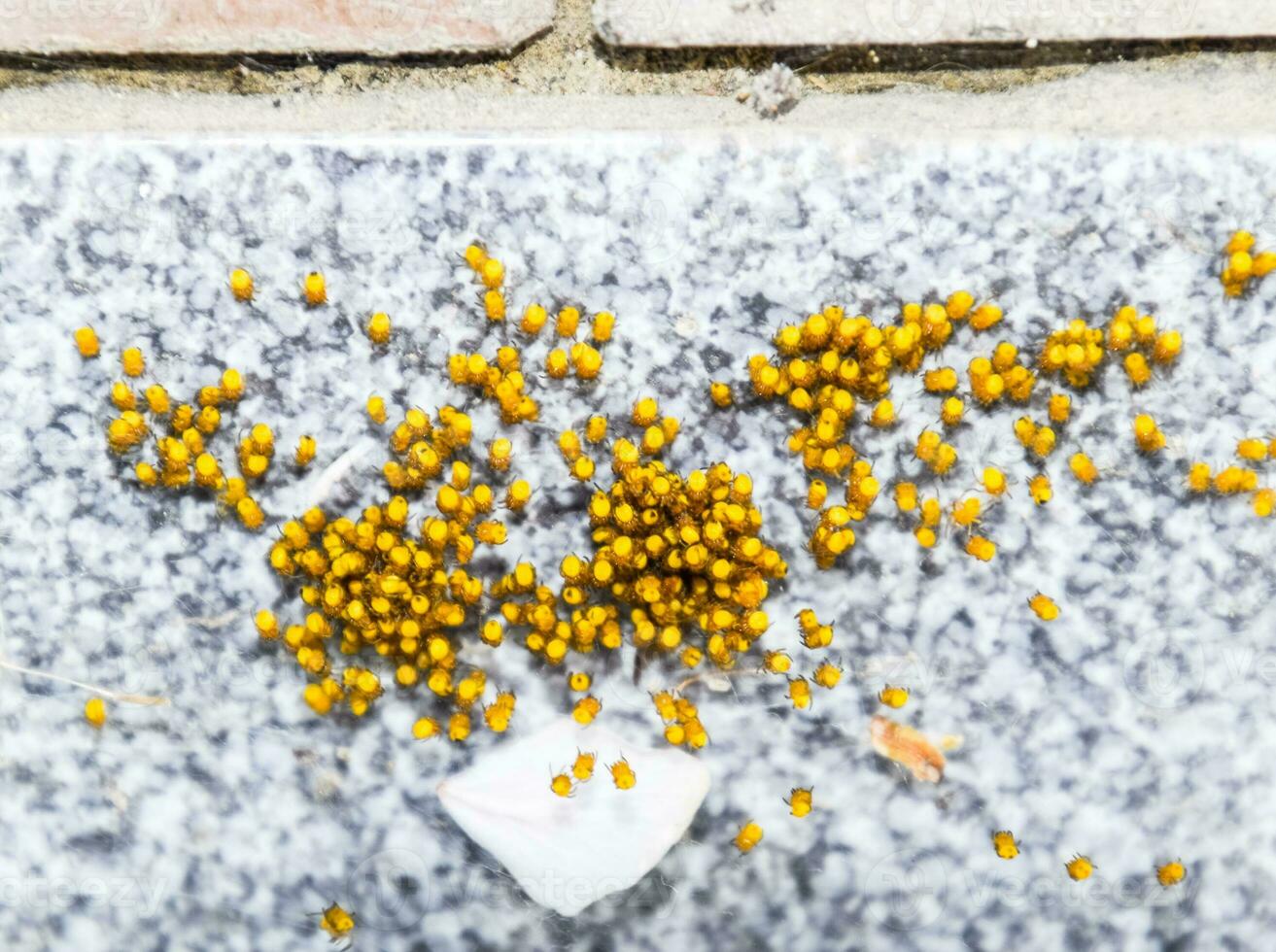 Young spiders, hatched from eggs in the nest. Colony of newborn photo