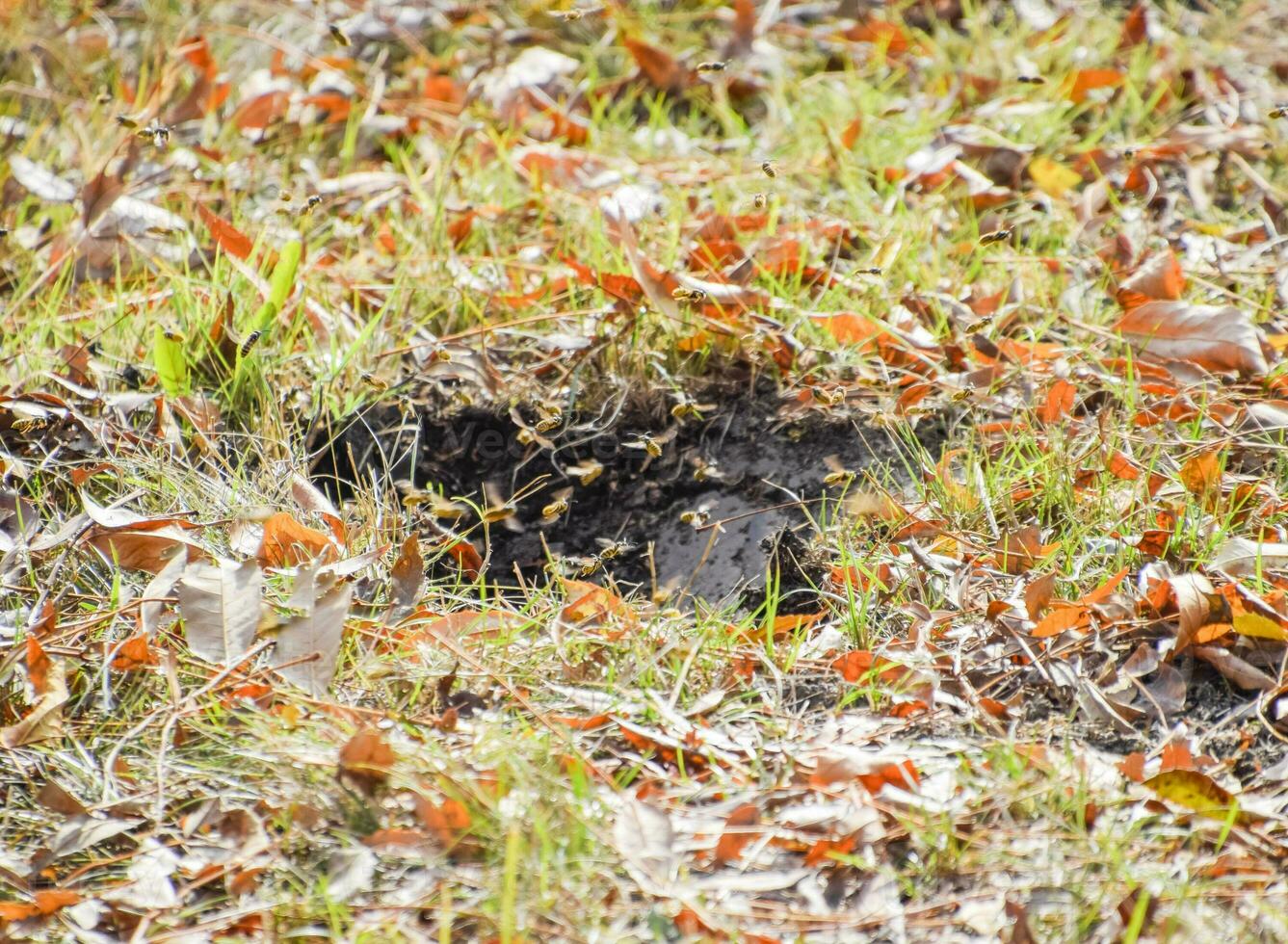 Wasps fly into their nest. Mink with an aspen nest. Underground photo