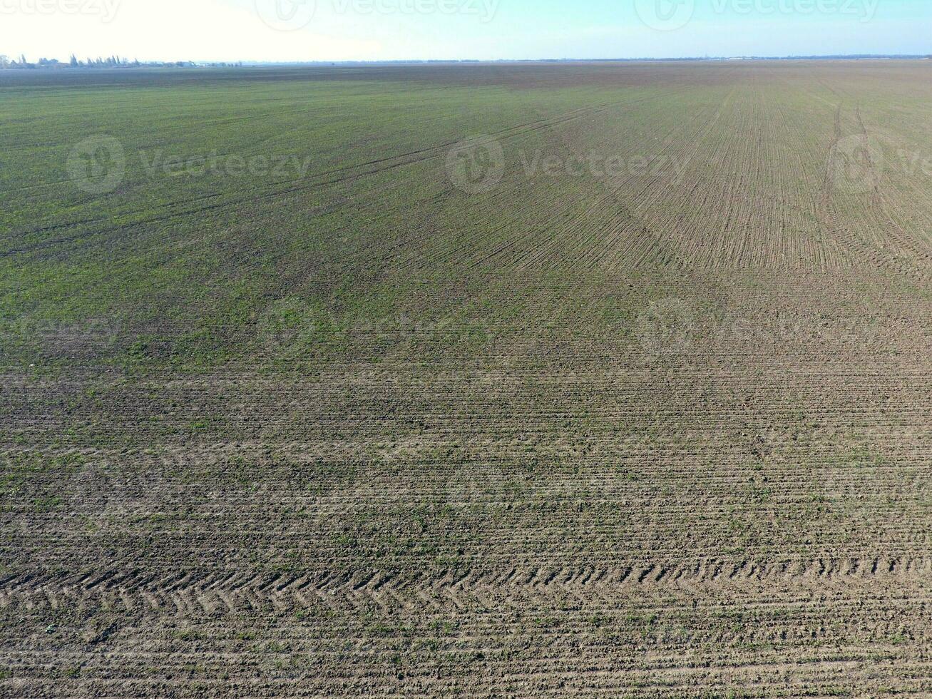 Field of young wheat photo