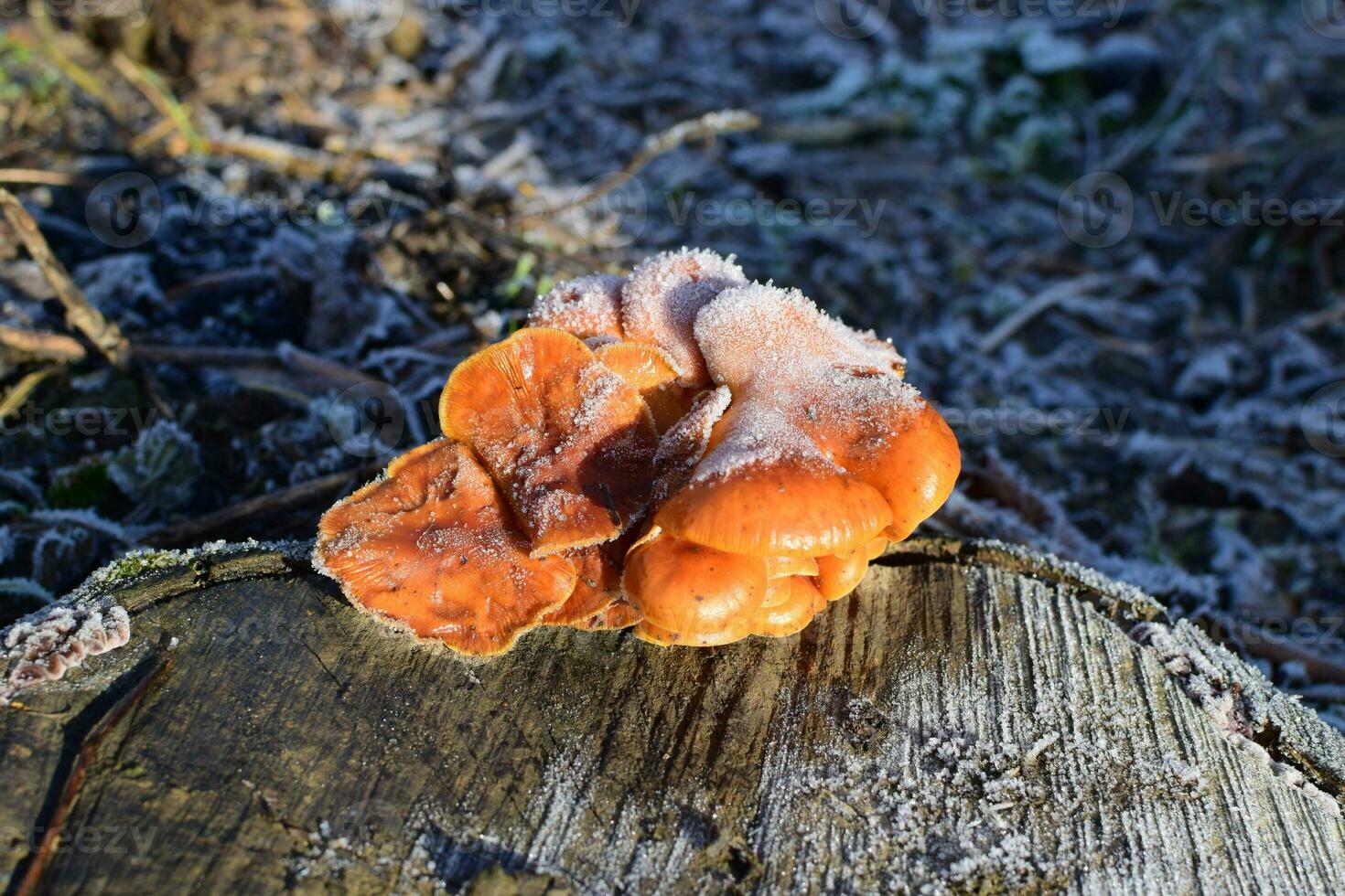 Orange mushrooms on a stub photo