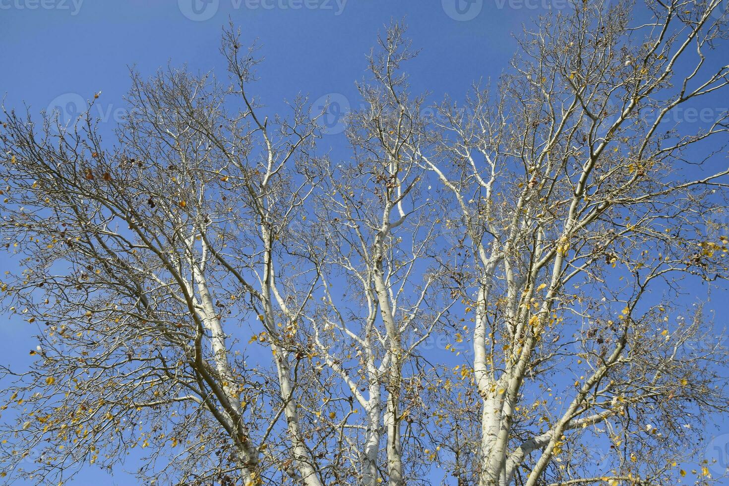 View from the bottom up in a forest of silver poplars. Background of the sky and trees. Autumn in the forest photo