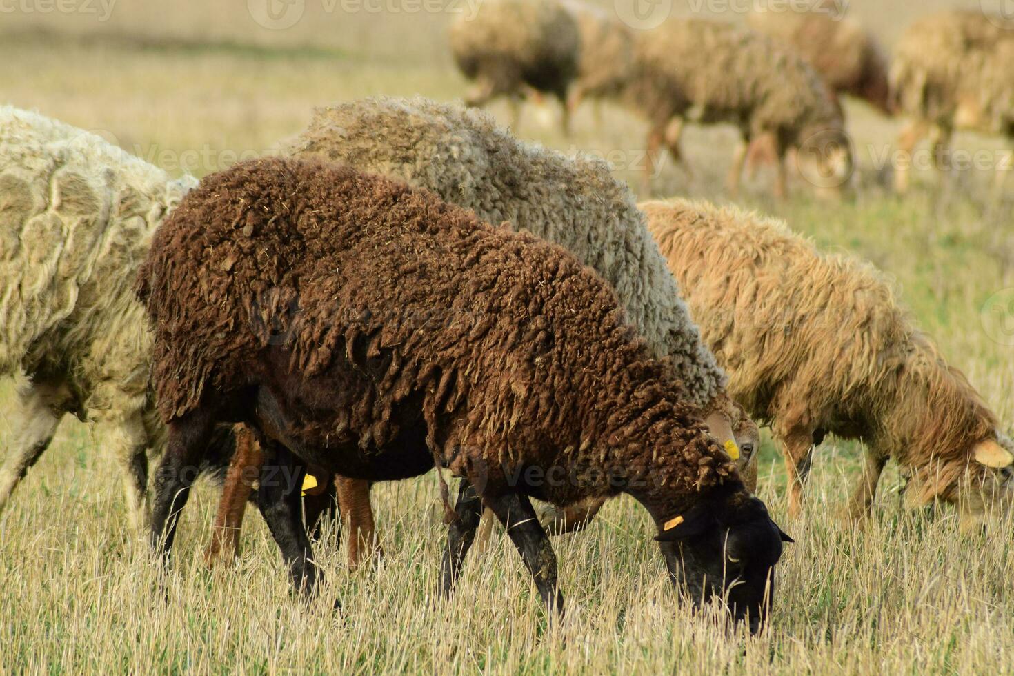 Sheep in the pasture photo