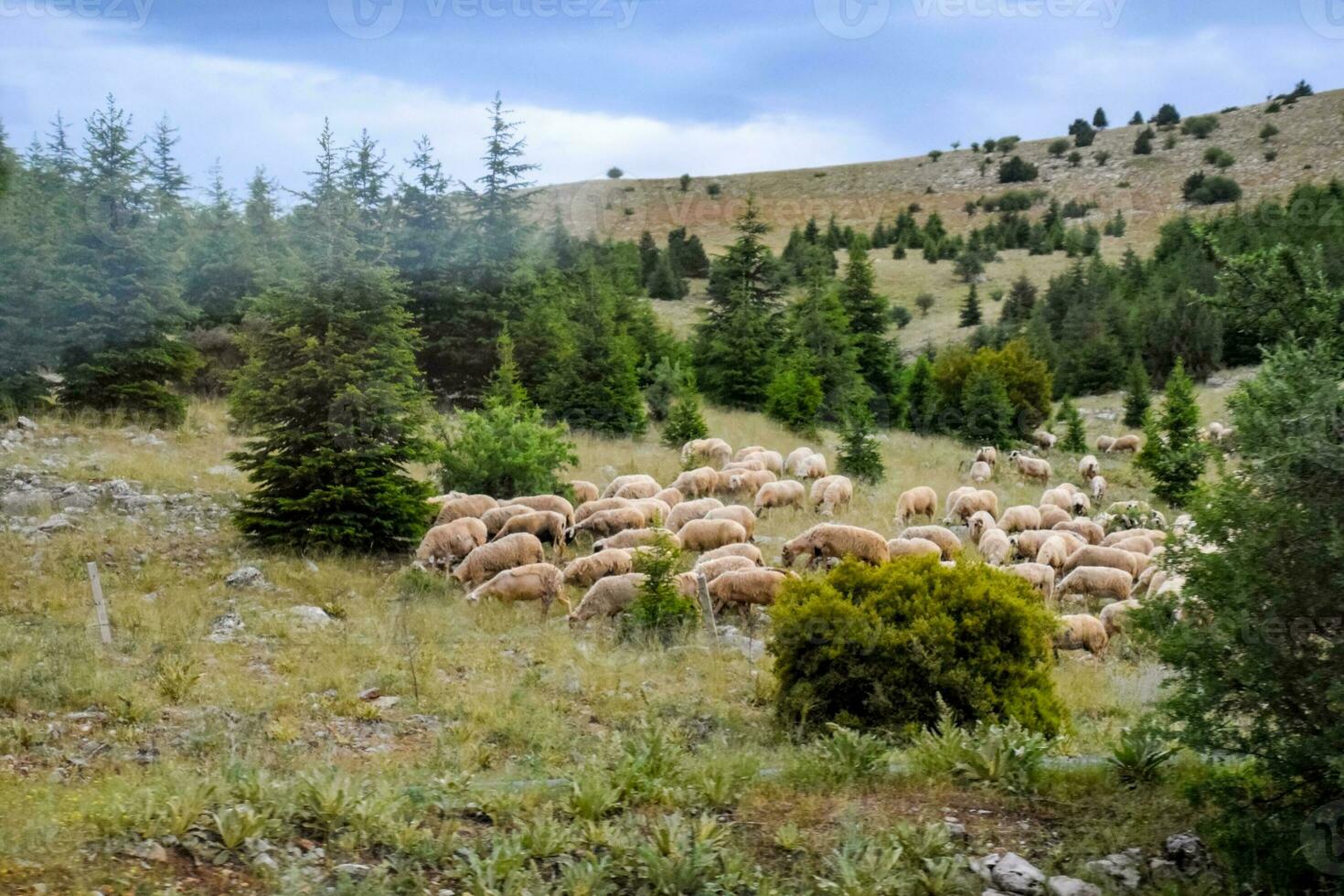 Sheep and goats graze on the slopes of the mountains. Grazing cattle. photo