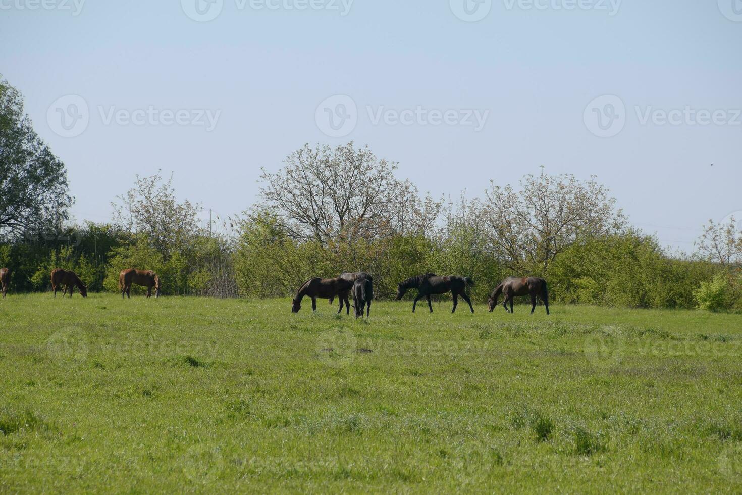 caballos pacer en el pastar. paddock caballos en un caballo granja. caminando caballos foto