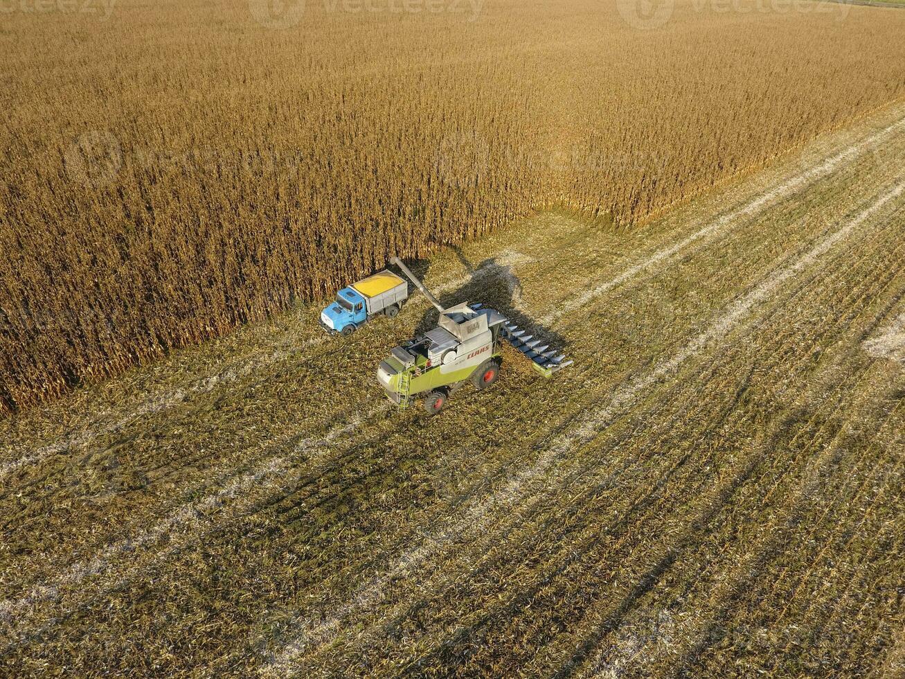 Combine harvester pours corn grain into the truck body. Harvester harvests corn. photo