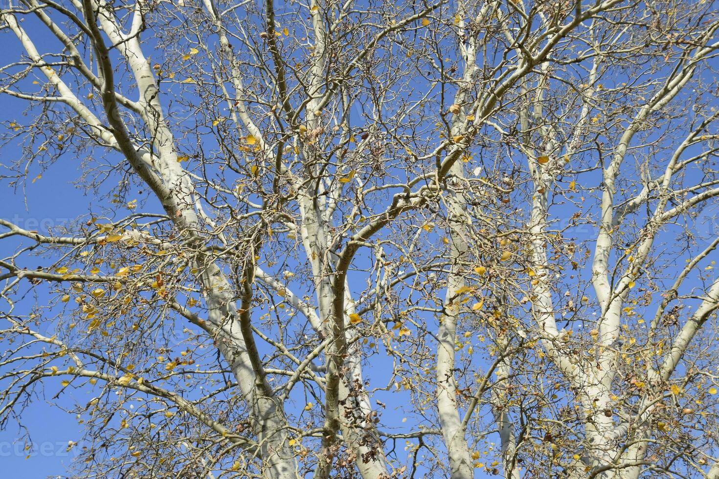 Background of the branches of a silver poplar. Autumn tree. photo