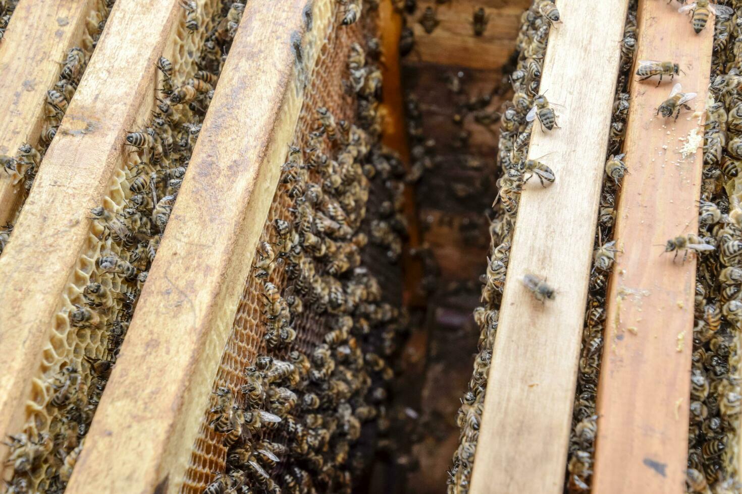 Open bee hive. Plank with honeycomb in the hive. The bees crawl along the hive. Honey bee. photo