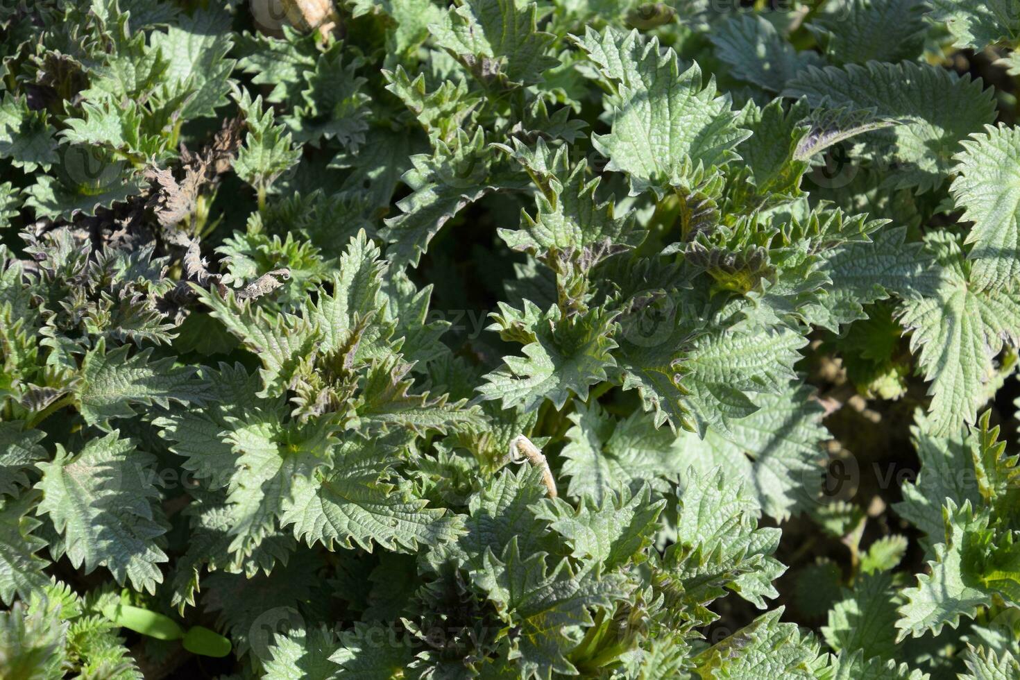 Young shoots of nettle in spring in garden. photo