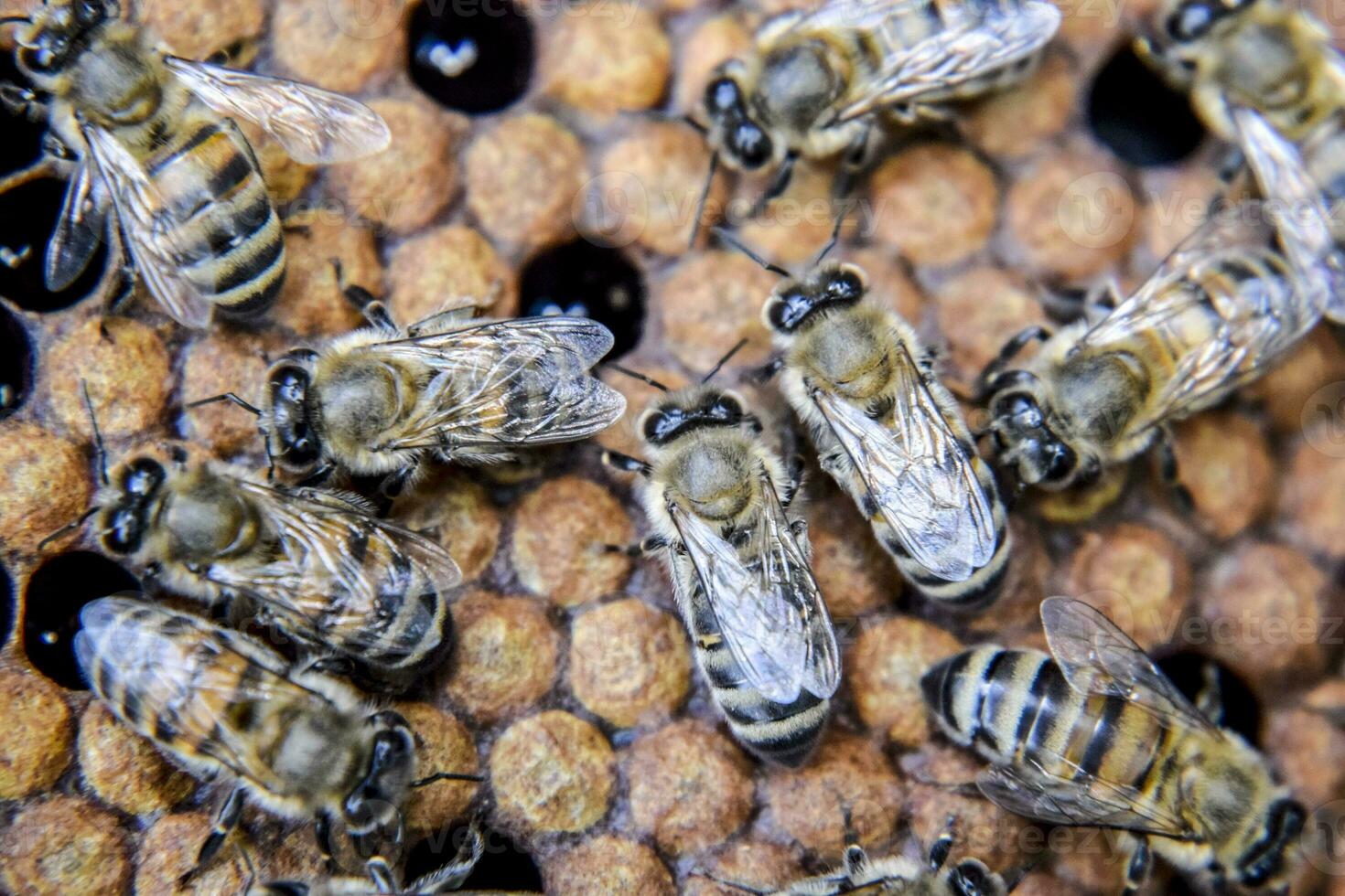 Macro photograph of bees. Dance of the honey bee. Bees in a bee hive on honeycombs. photo