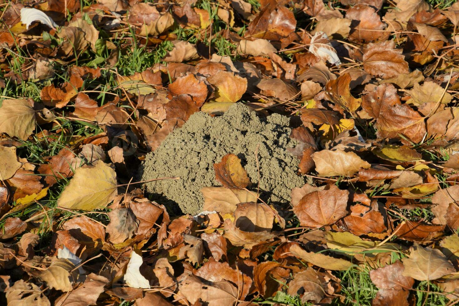 mound of earth from the burrow of a mole. A trace of a mole on the soil. photo