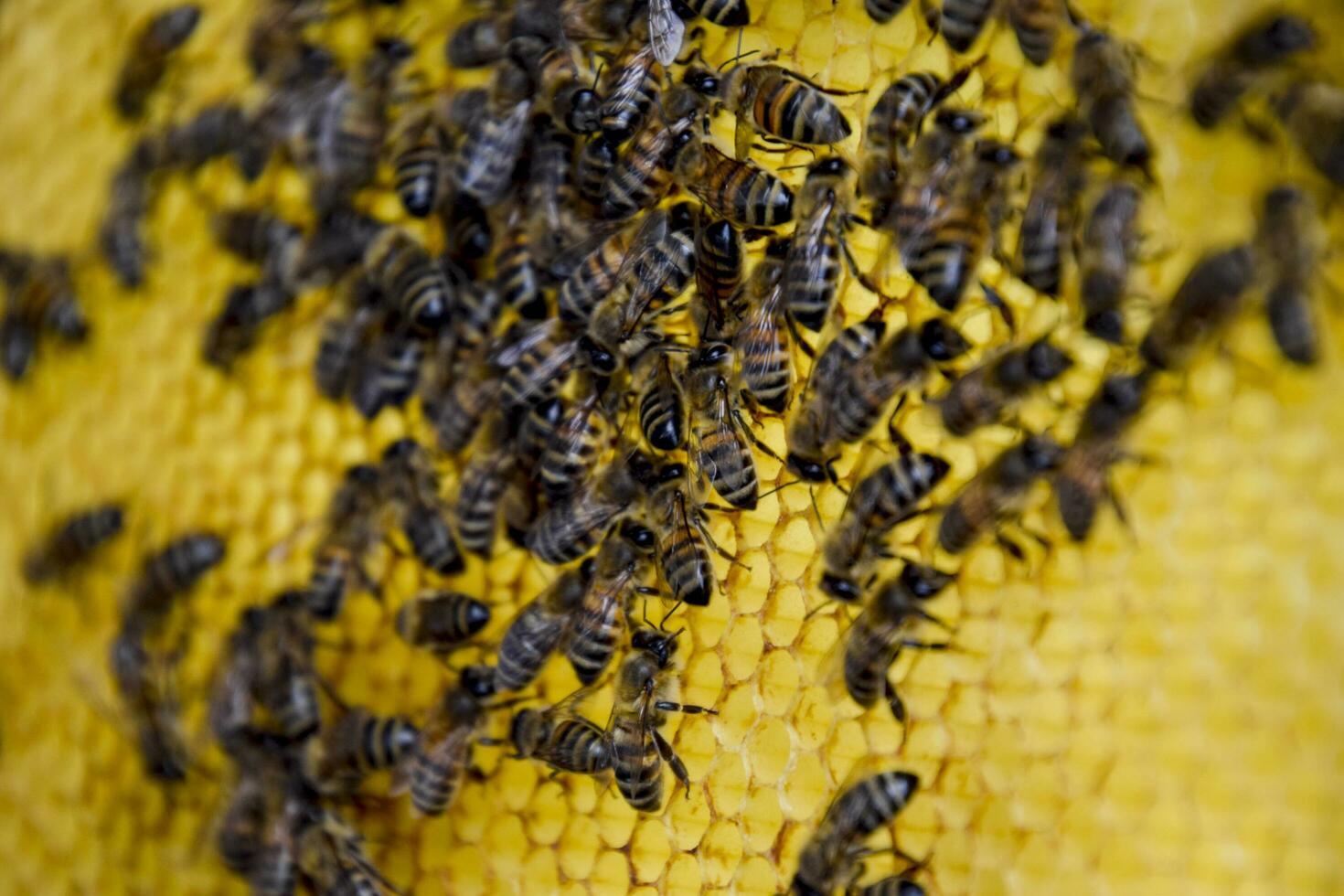 Roy bees on wax combs. Bee honeycomb, Plank with honeycomb from the hive. Honey bee. photo