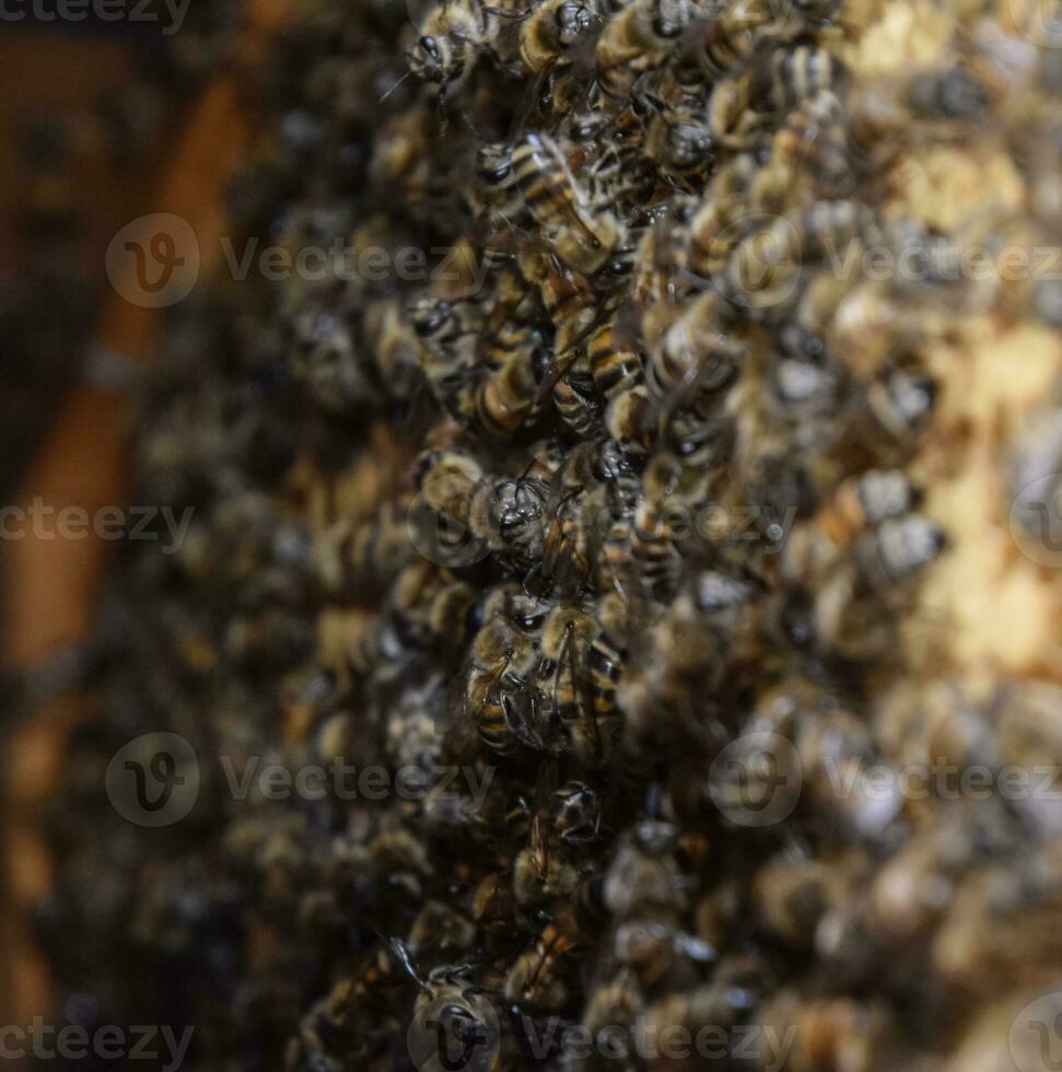 A dense cluster of swarms of bees in the nest. Working bees, drones and uterus in a swarm of bees. Honey bee. Accumulation of insects. photo
