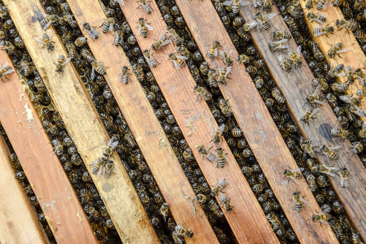 Open bee hive. Plank with honeycomb in the hive. The bees crawl along the hive. Honey bee. photo