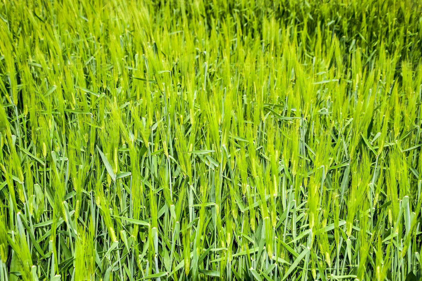 campo de verde inmaduro cebada. espiguillas de cebada. el campo es cebada, rural paisaje. foto