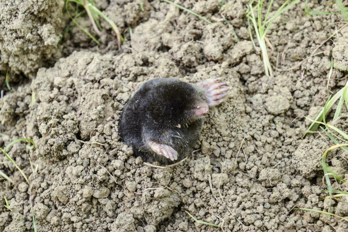 Topo sube fuera de el agujero. negro lunar. un montículo de tierra desde un lunar. un subterráneo animal es un lunar. foto