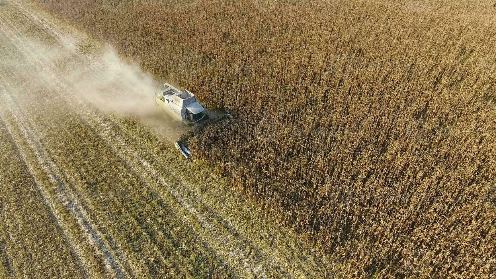 Harvester harvests corn. Collect corn cobs with the help of a combine harvester. Ripe corn on the field. photo