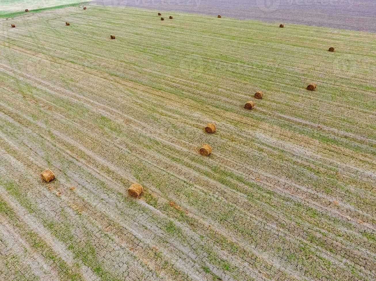 Bales of hay in the field. Harvesting hay for livestock feed. Landscape field with hay photo