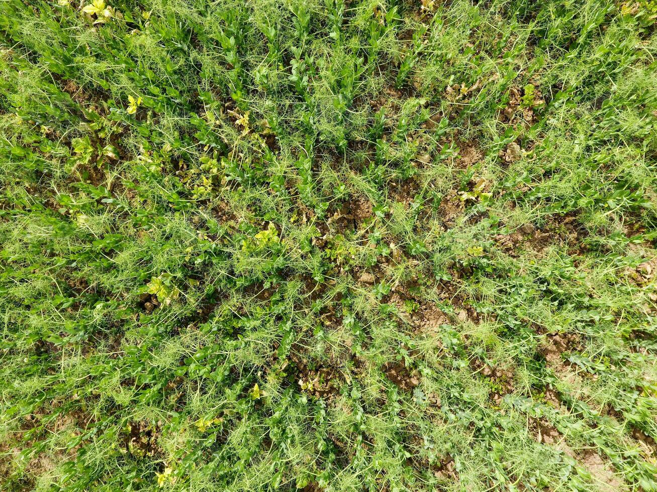 Field of young peas. Peas on the field is growing. Legumes in the field photo