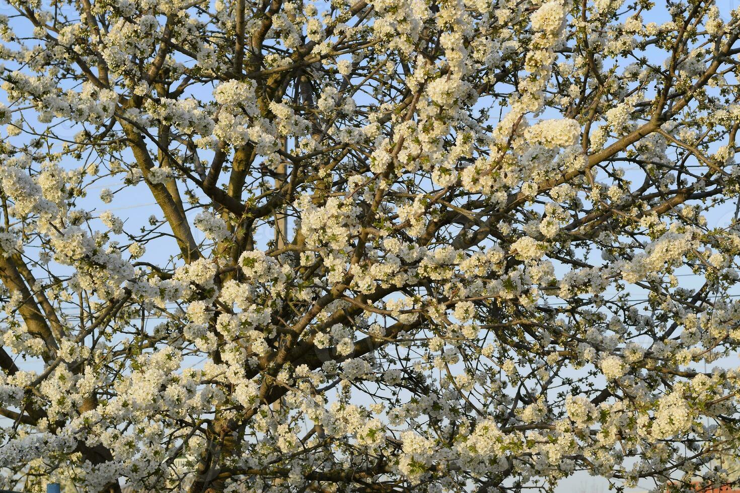 Prunus avium Flowering cherry. Cherry flowers on a tree branch photo