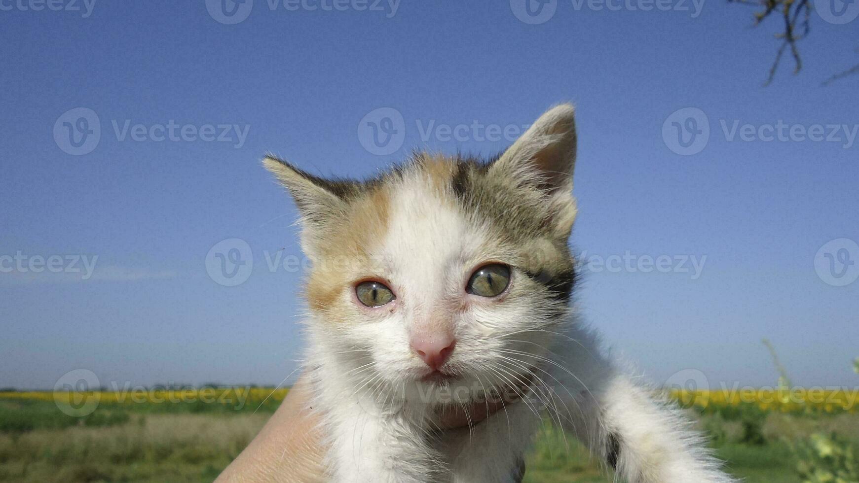 Pelirrojo gato, Doméstico mascota. favorito mascotas en nuestra casas foto