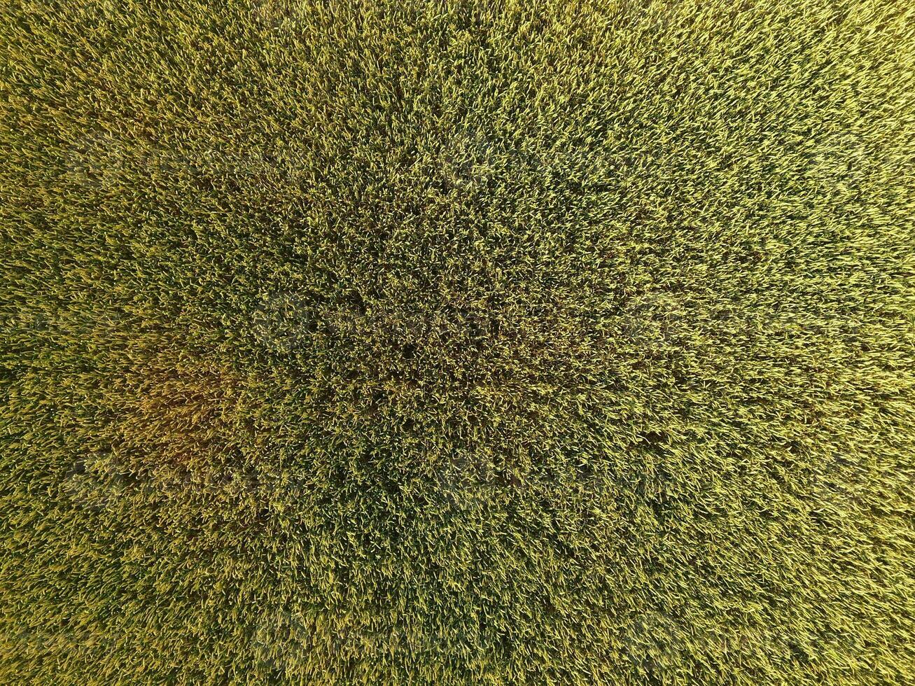 Ripening wheat. Green unripe wheat is a top view. Wheat field photo