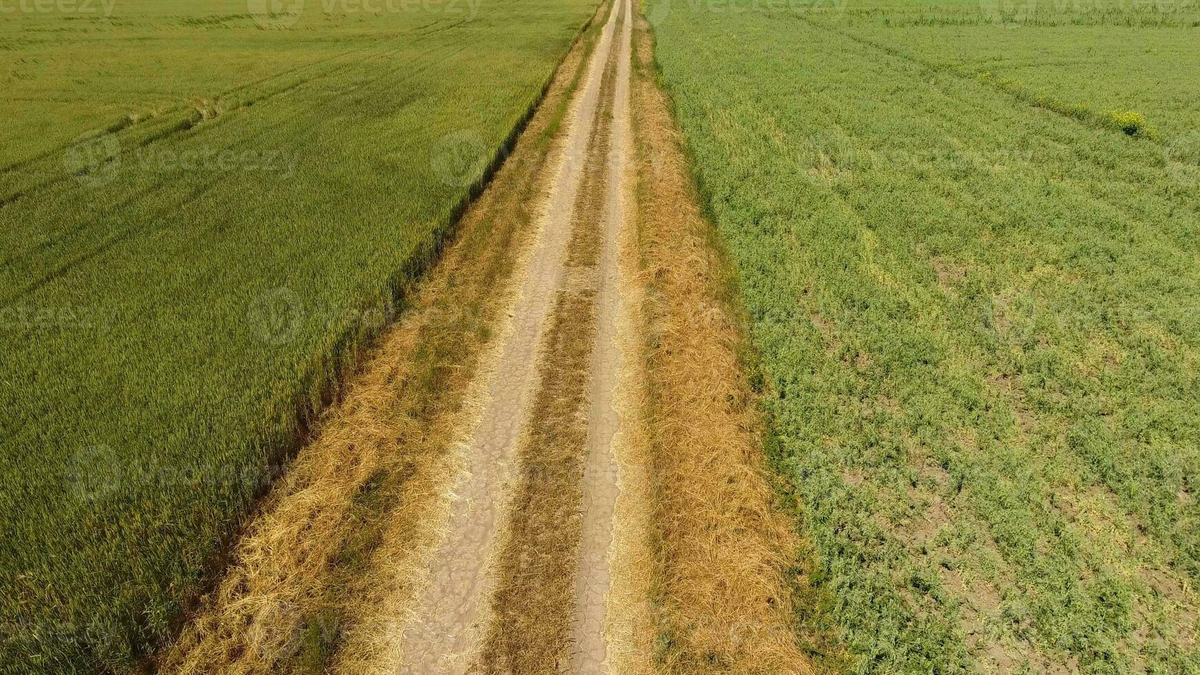 un suciedad la carretera Entre el campos de trigo y guisantes. foto