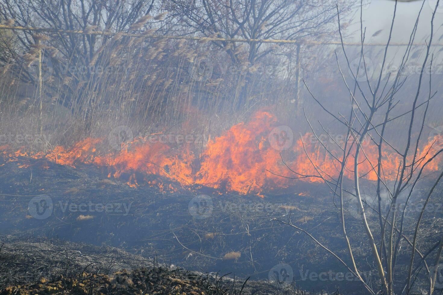 Fire on a plot of dry grass, burning of dry grass and reeds photo