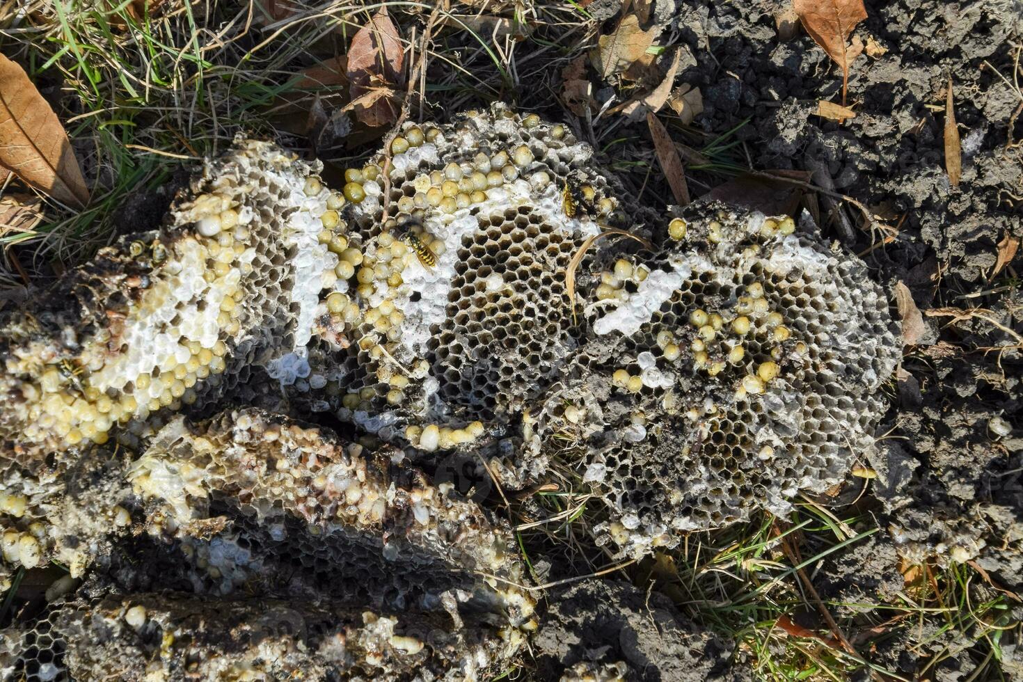 Destroyed hornet's nest. Drawn on the surface of a honeycomb hornet's nest. Larvae and pupae of wasps. Vespula vulgaris photo