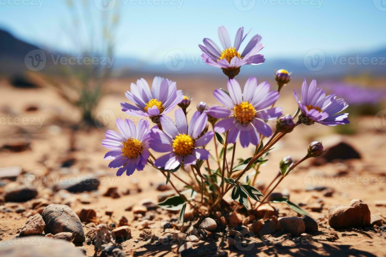 AI generated Desert flowers unfold in a mesmerizing time lapse after rainfall, nature conservation photo