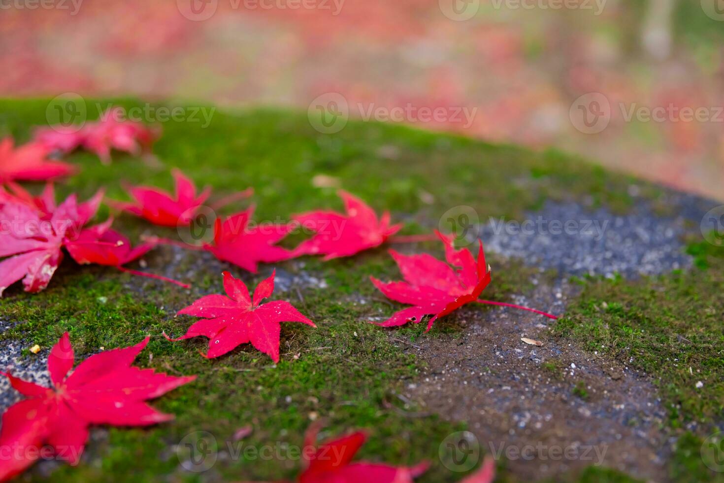 Red leaves on the ground at the park in Kyoto in autumn closeup photo