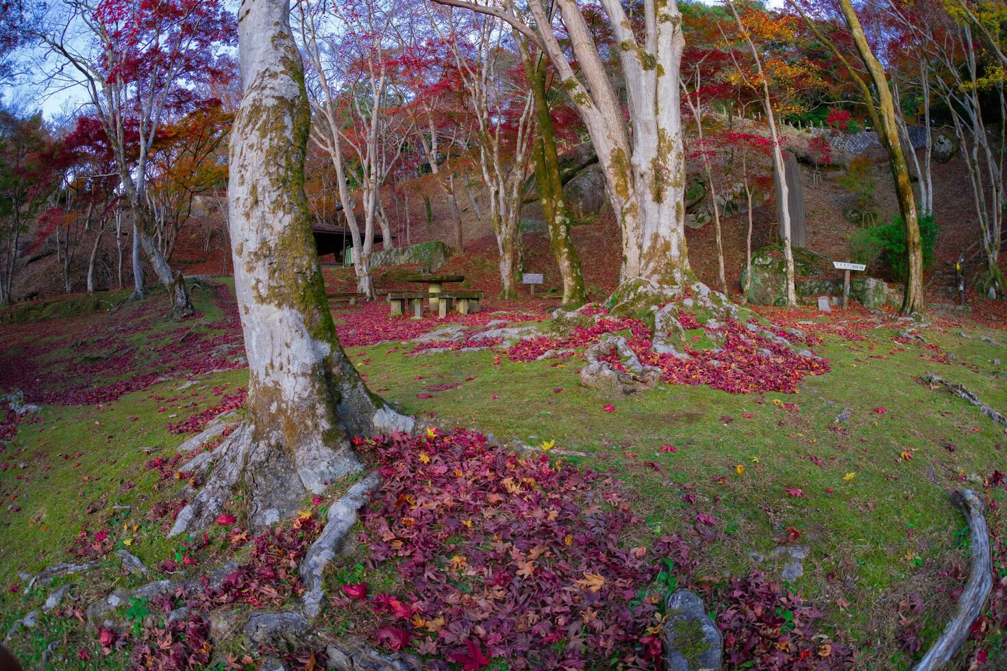 Red leaves at Kasagiyama momiji park in Kyoto in autumn fish eye shot photo