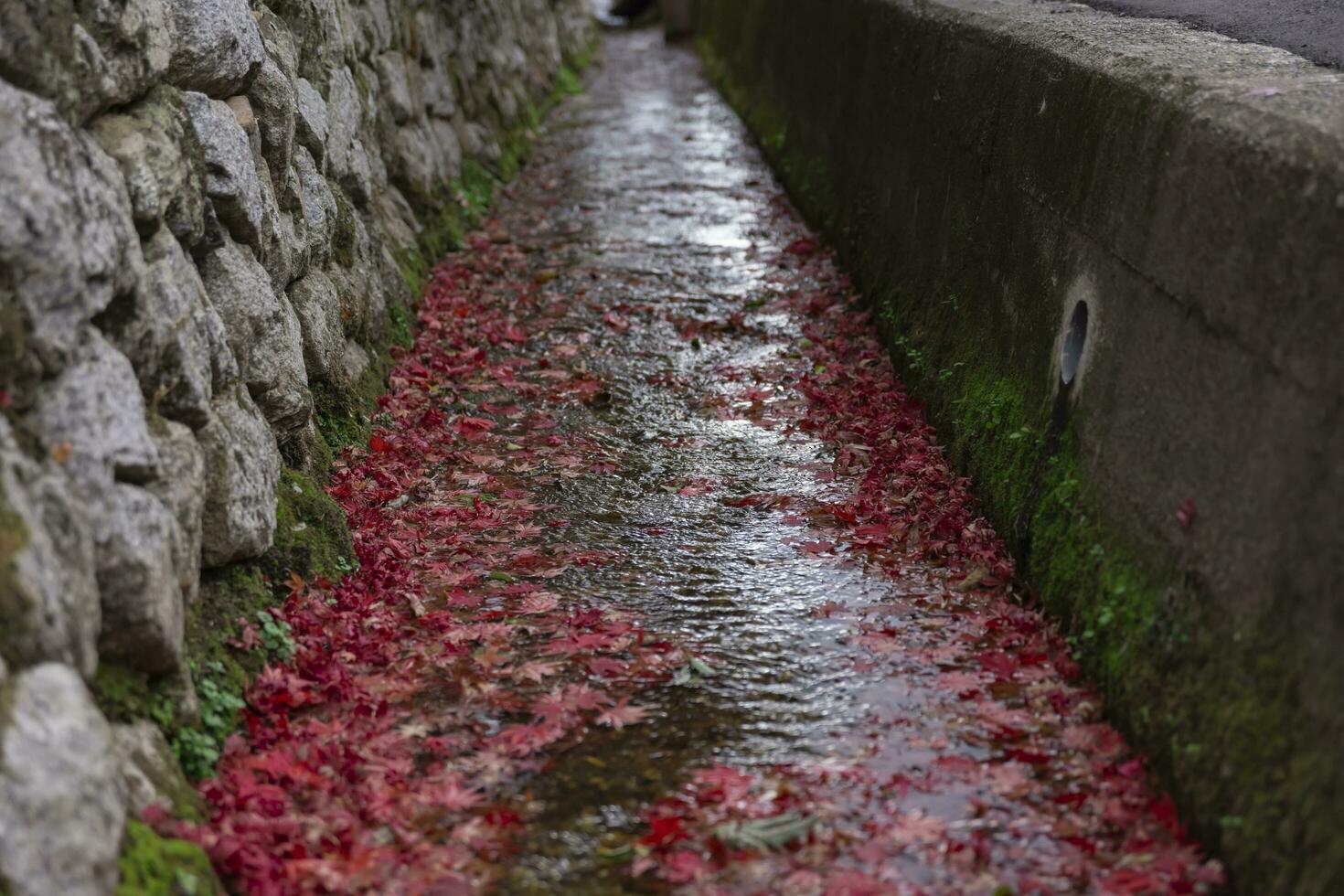 Piled up red leaves in the narrow gutter in autumn photo