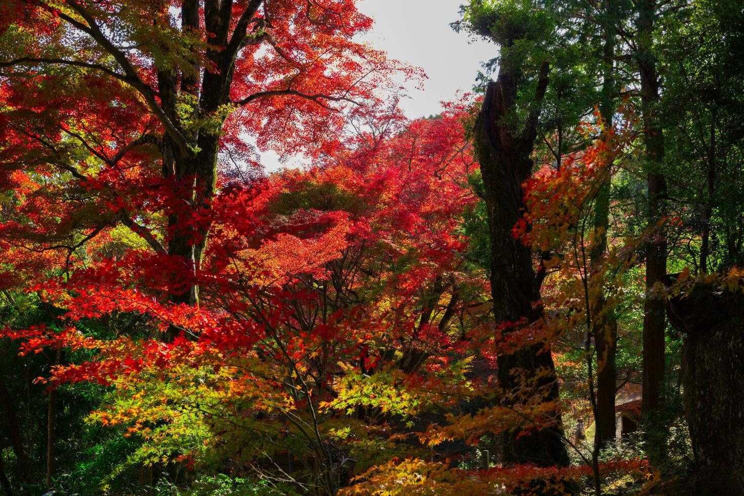 Red leaves at Kasagiyama momiji park in Kyoto in autumn photo