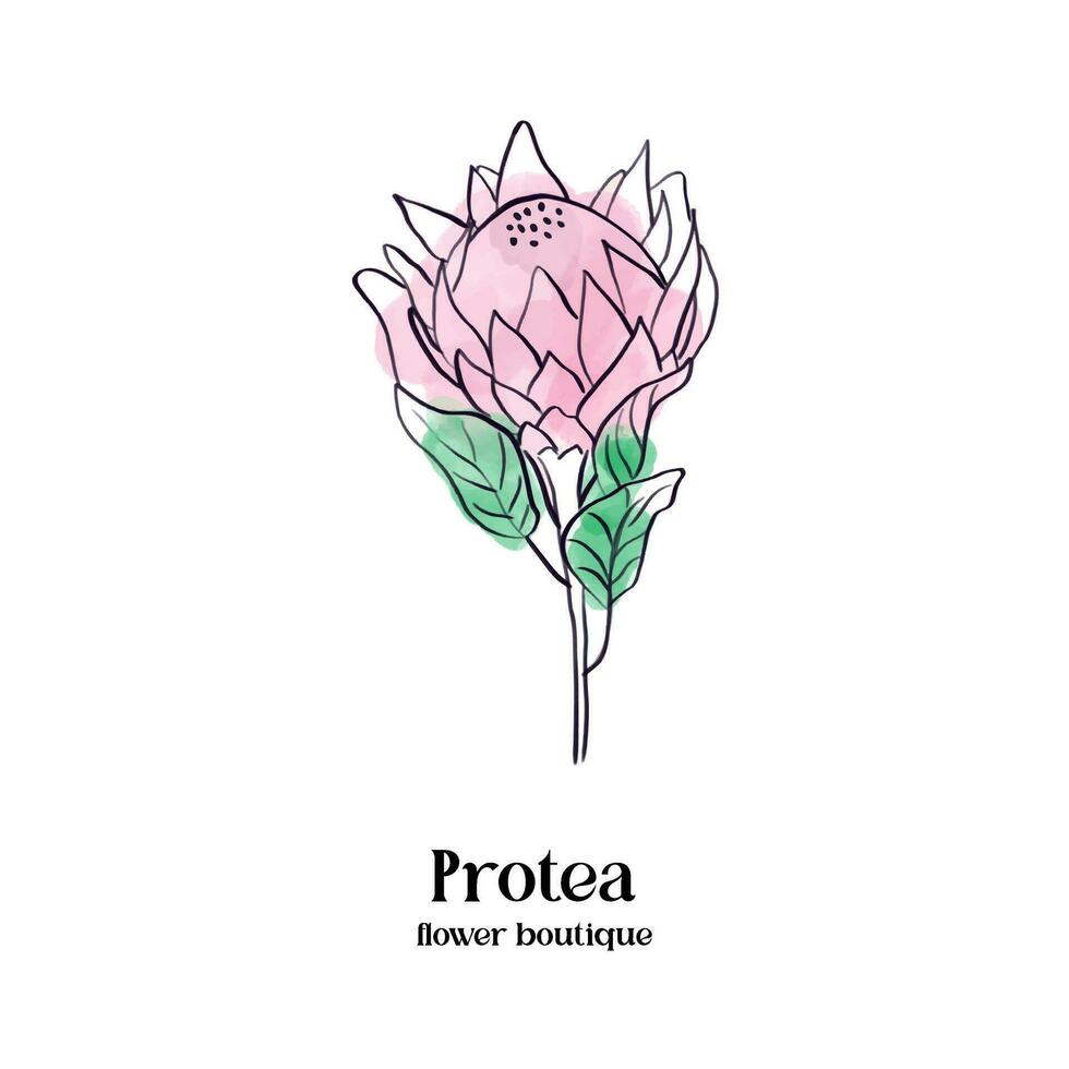 protea acuarela flor. moderno tropical planta ilustración. vector floral tarjeta modelo. mano dibujado botánico femenino logo diseño para floral boutique, belleza industria. estético diseño.