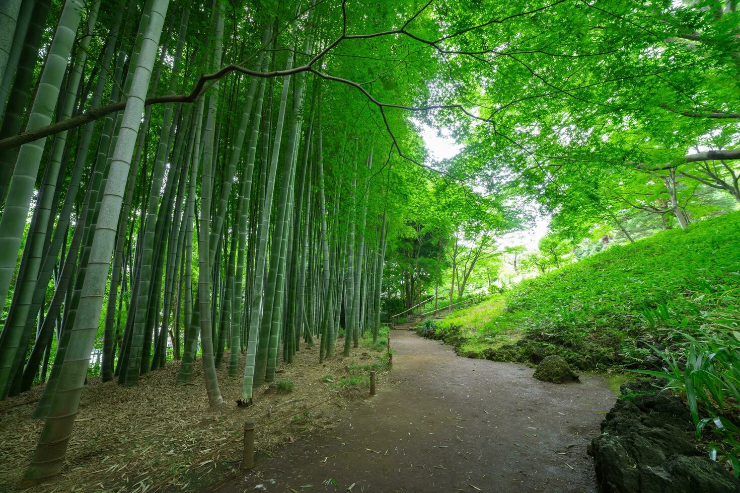 A Bamboo trail at Tonogayato park in Kokubunji Tokyo wide shot photo