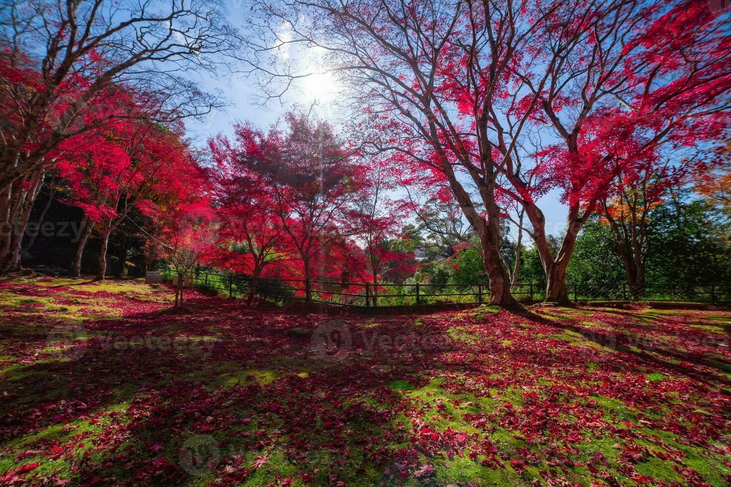 Red leaves at Kasagiyama momiji park in Kyoto in autumn wide shot photo