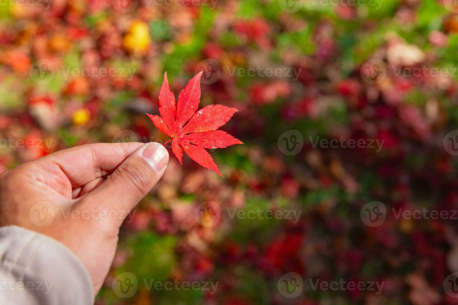 Red leaf with hand at Kasagiyama momiji park in Kyoto in autumn photo