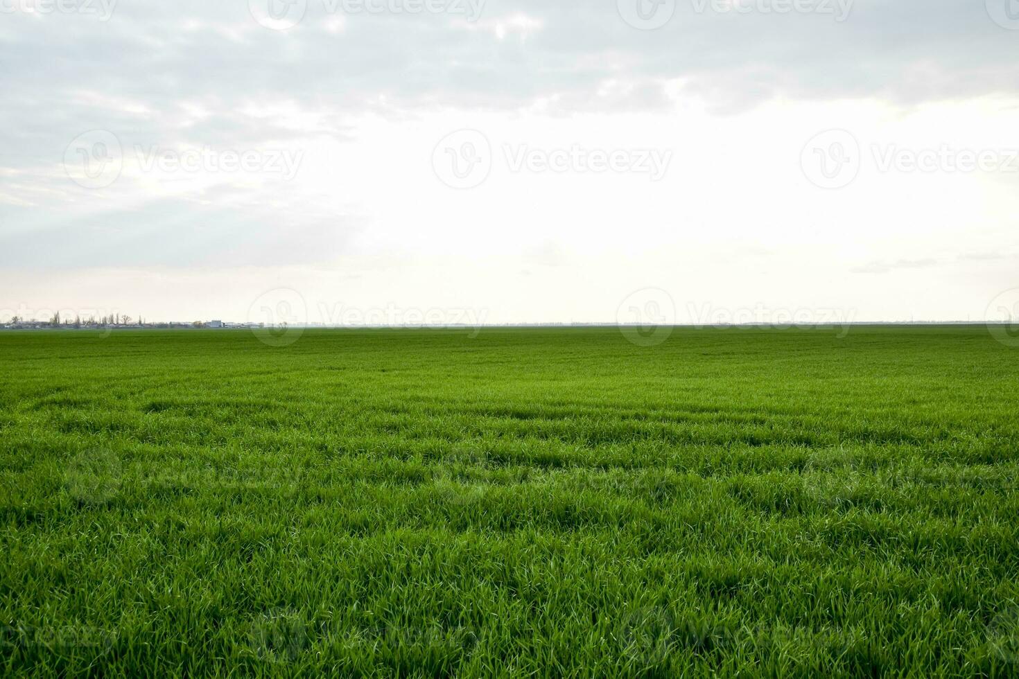 Field of young green barley photo